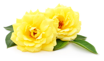 Beautiful yellow roses.