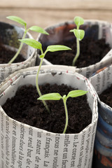 Tomaten - Junge Pflanzen in Papiertöpfen