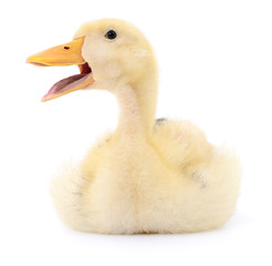 One yellow duckling.
