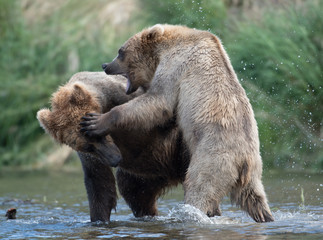 Two Alaskan brown bears fighting