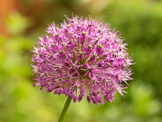 ornamental garlic blooming in the garden