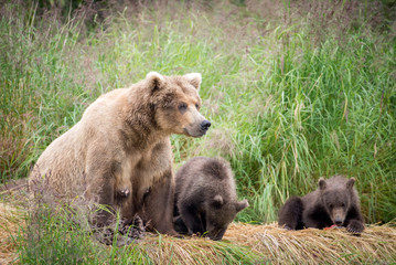 Alaskan brown bear sow with cubs