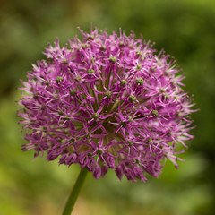 ornamental garlic blooming in the garden