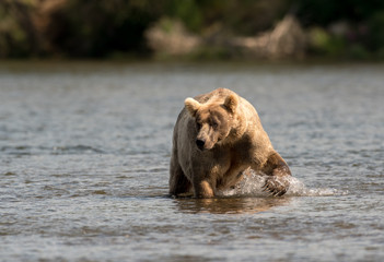 Naklejka premium Large Alaskan brown bear wading through water