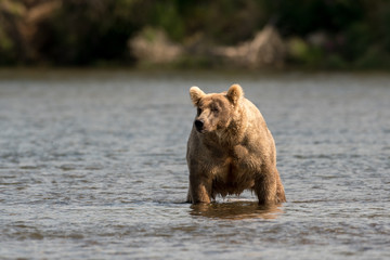 Large Alaskan brown bear wading through water