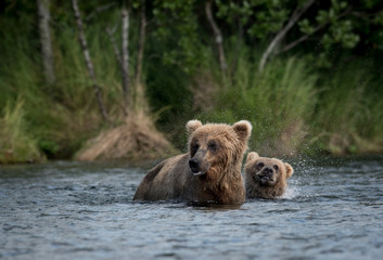 Fototapeta na wymiar Alaskan brown bear sow and cub