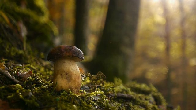 Edible mushroom boletus edulis growing in autumnal forest