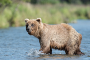 Obraz premium Alaskan brown bear in Brooks River