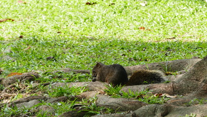 Squirrel picks up a nut in park