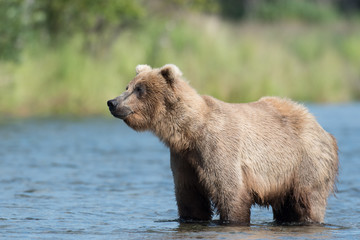 Fototapeta premium Alaskan brown bear in Brooks River
