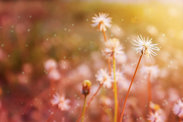Dreamy romantic background of grass flowers in pink and lens flare