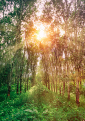 Fototapeta na wymiar sun beam in forest