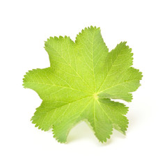 lady's mantle on a white background