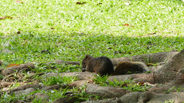 Squirrel picks up a nut in park
