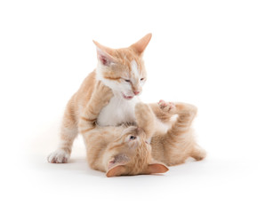 Two cute kittens playing