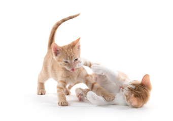 Two cute kittens playing