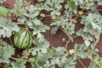 Watermelon plant © tchara