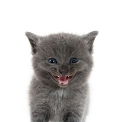 Naklejka na ściany i meble Cute gray kitten on white
