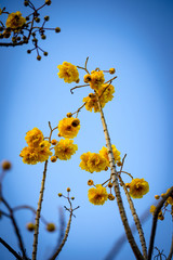 yellow cotton tree