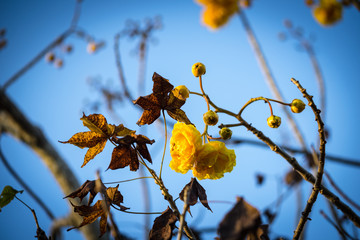 yellow cotton tree