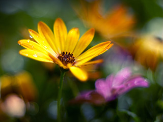 osteospermum blooming in the garden