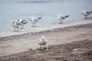 seagull walking towards camera