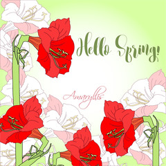 Spring  background with red pink amaryllis.