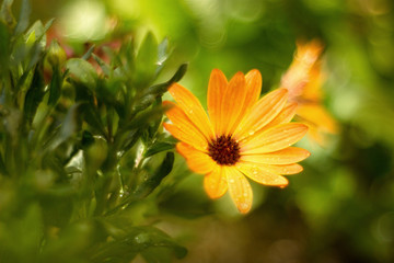 osteospermum blooming in the garden