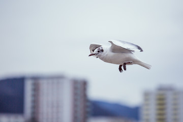 Fototapeta na wymiar seagulls flying between skyscrapers
