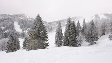 Fototapeta na wymiar Winter landscape with trees