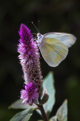 Butterfly at breakfast