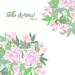 Spring background with pink flowers pink peonies