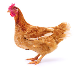 Brown hen isolated.