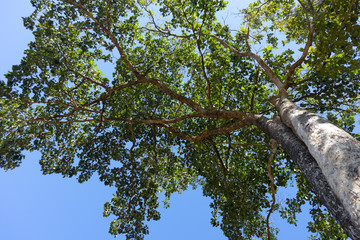 Fototapeta premium Green tree with branches