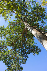 Fototapeta premium Green tree with branches