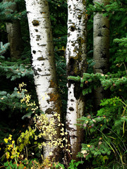 Fall Birch Trees with Autumn Leaves in Background