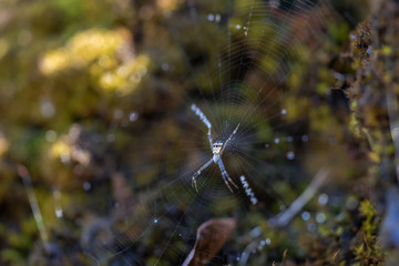 spider and green moss