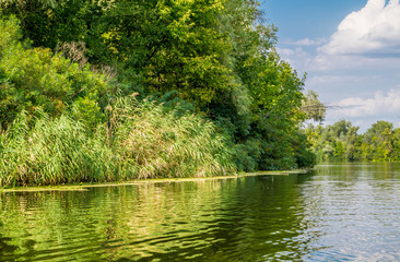 Заросли камыша на берегах тихой реки