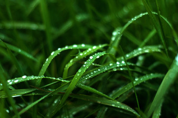 Fresh green grass with dew drops close up. Green grass background.