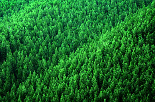 Fototapeta Forest of Pine Trees in Wilderness Mountains