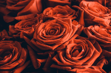 Red Roses closeup
