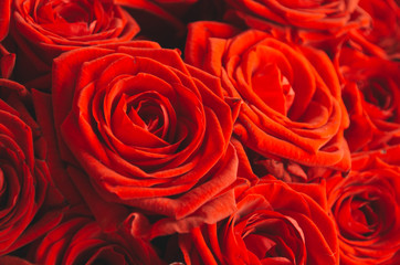 Bright red roses near