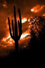 Saguaro Cactus Cacti Arizona Desert