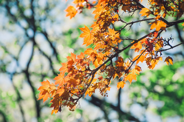 Red maple light of flight Sun