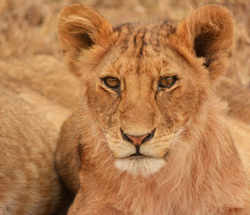 Obraz na płótnie Canvas Lion cub portrait