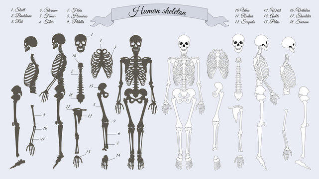 Human Skeleton. White and Black. Names of Bones