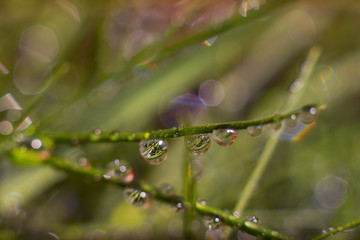 Morning dew on the grass