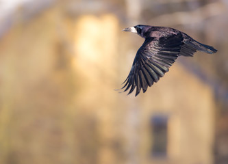 Flying black Carrion Crow