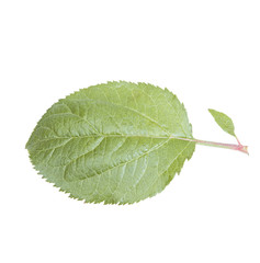 Plum isolated leaf