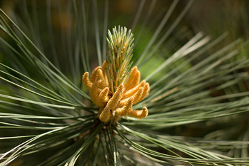 Young pine in the woods